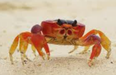 crab